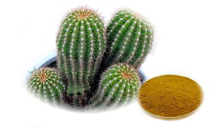 Hoodia Gordoni jako część Reduslim