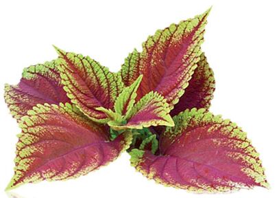 coleus forskolia jako część Reduslim
